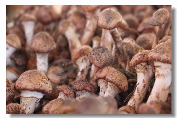 3吨纺织工业用自然气锅炉